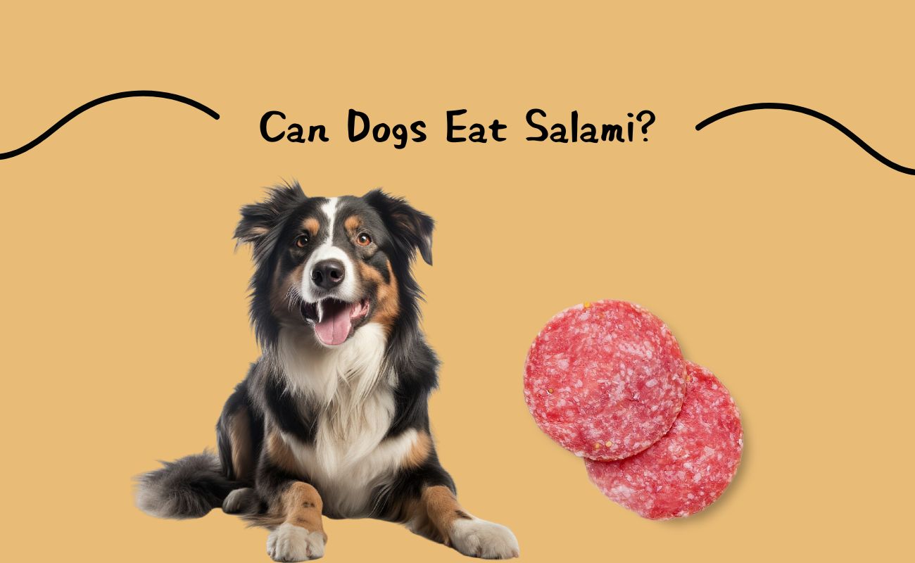 Can Dogs Eat Salami?