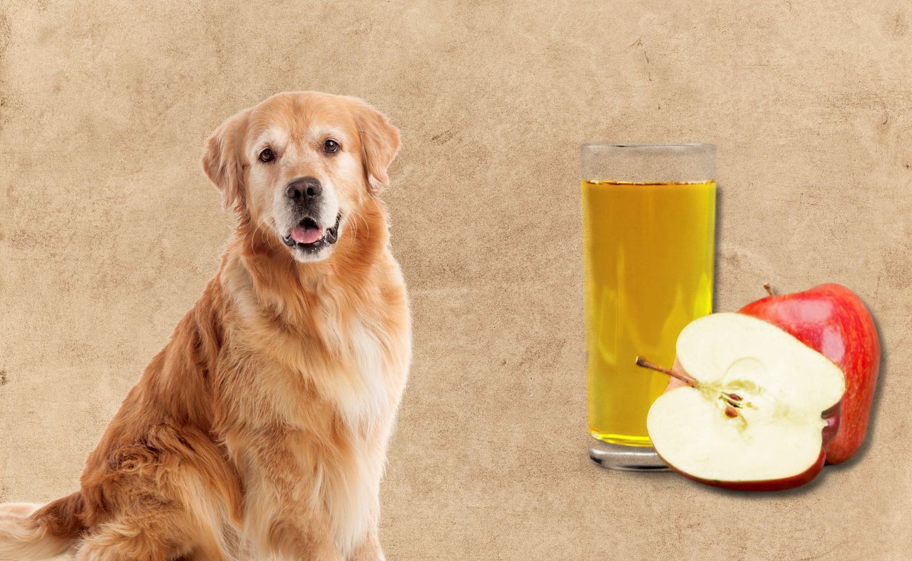 Can Dogs Have Apple Juice?