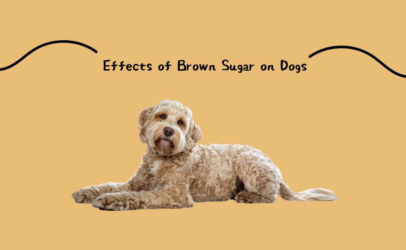 Effects of Brown Sugar on Dogs