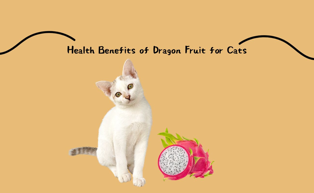 Health Benefits of Dragon Fruit for Cats