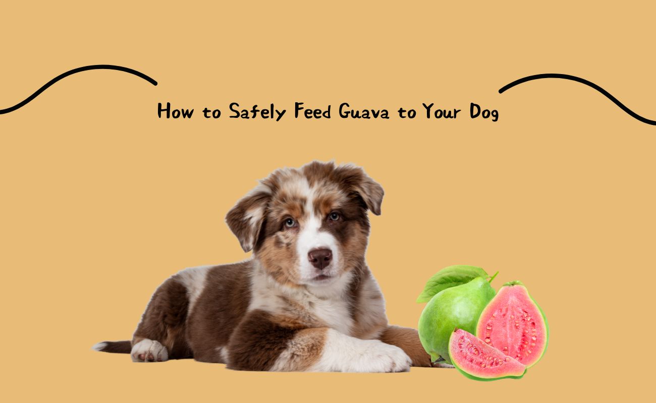 How to Safely Feed Guava to Your Dog