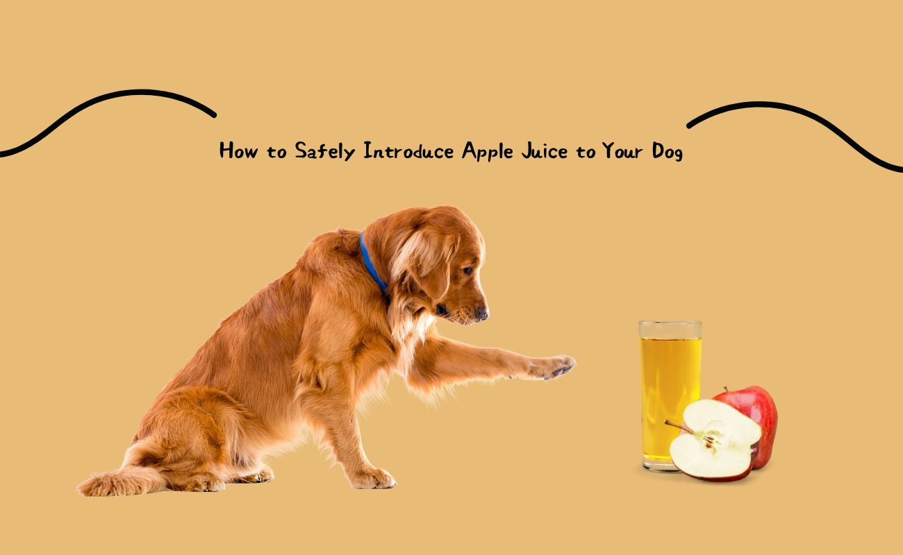 How to Safely Introduce Apple Juice to Your Dog