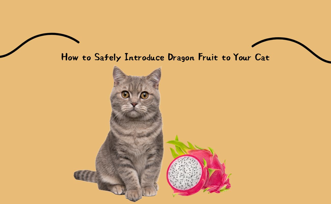 How to Safely Introduce Dragon Fruit to Your Cat