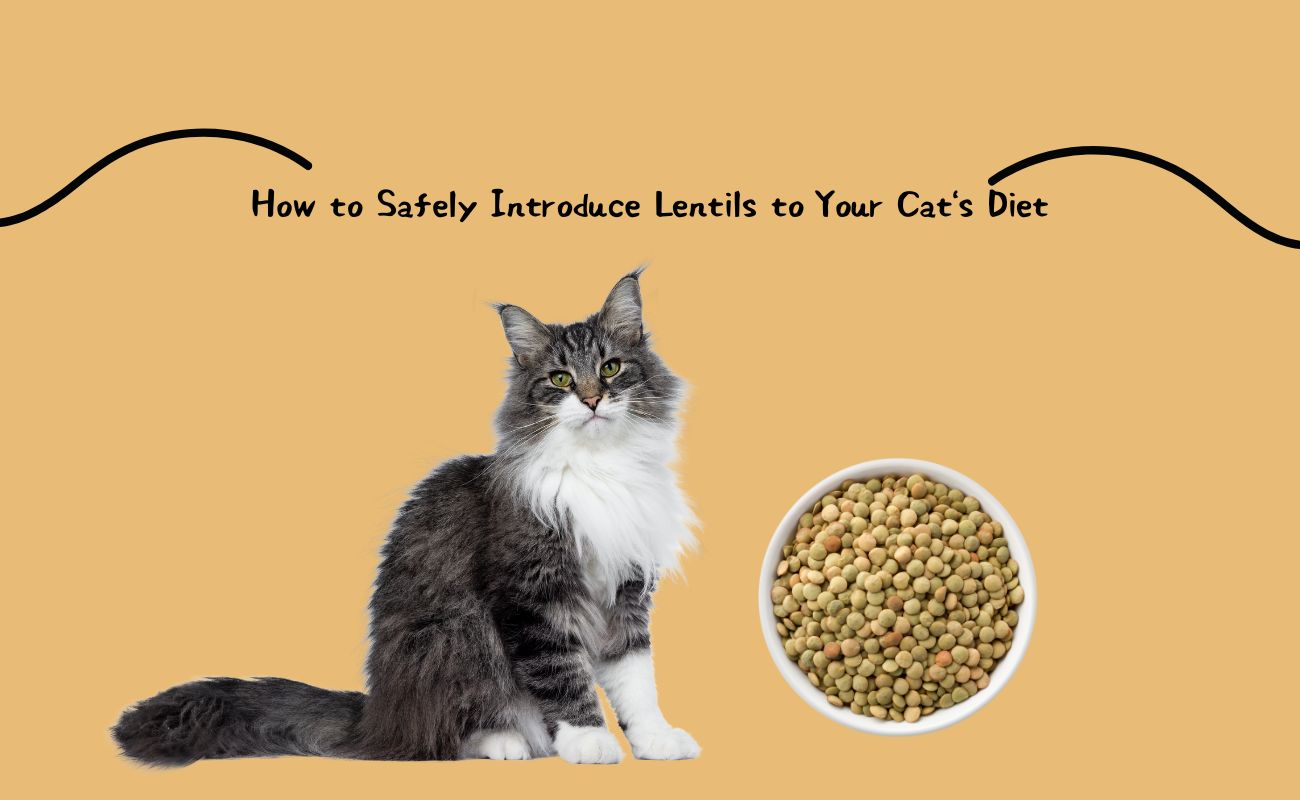 How to Safely Introduce Lentils to Your Cat's Diet