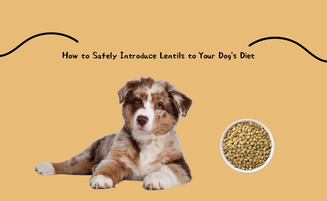 How to Safely Introduce Lentils to Your Dog’s Diet