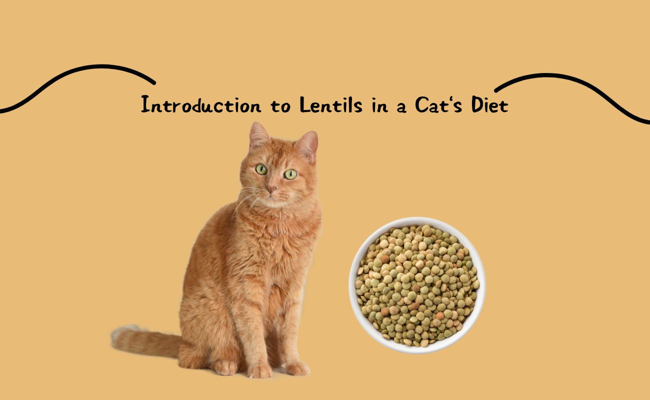 Introduction to Lentils in a Cat's Diet