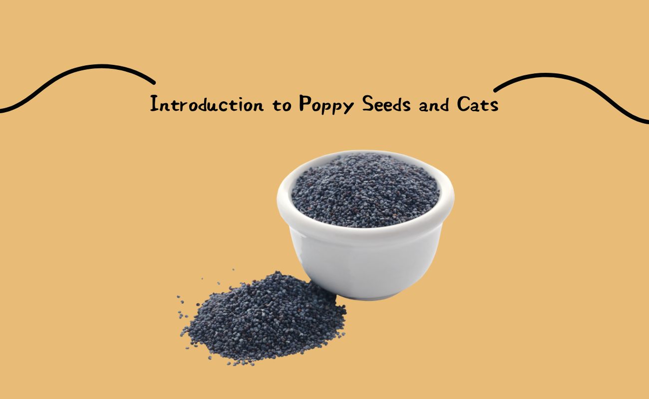 Introduction to Poppy Seeds and Cats