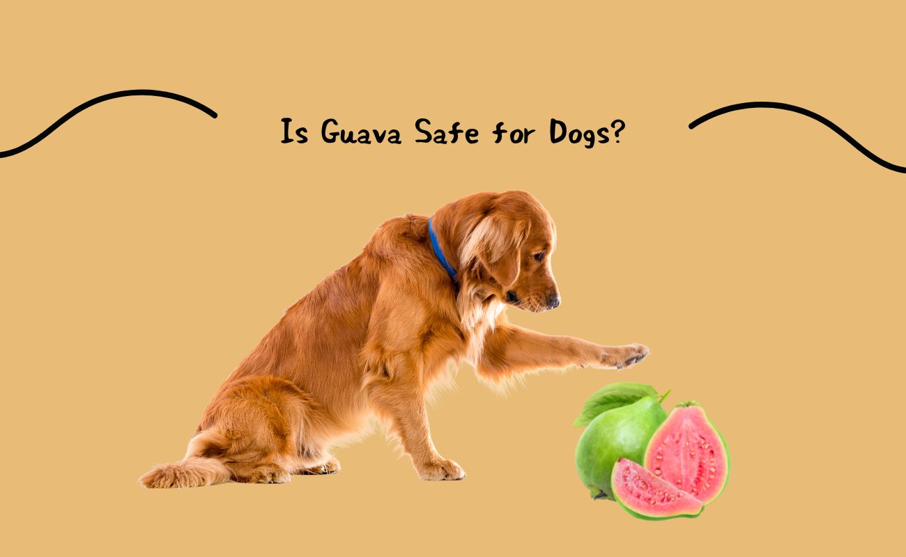 Is Guava Safe for Dogs?