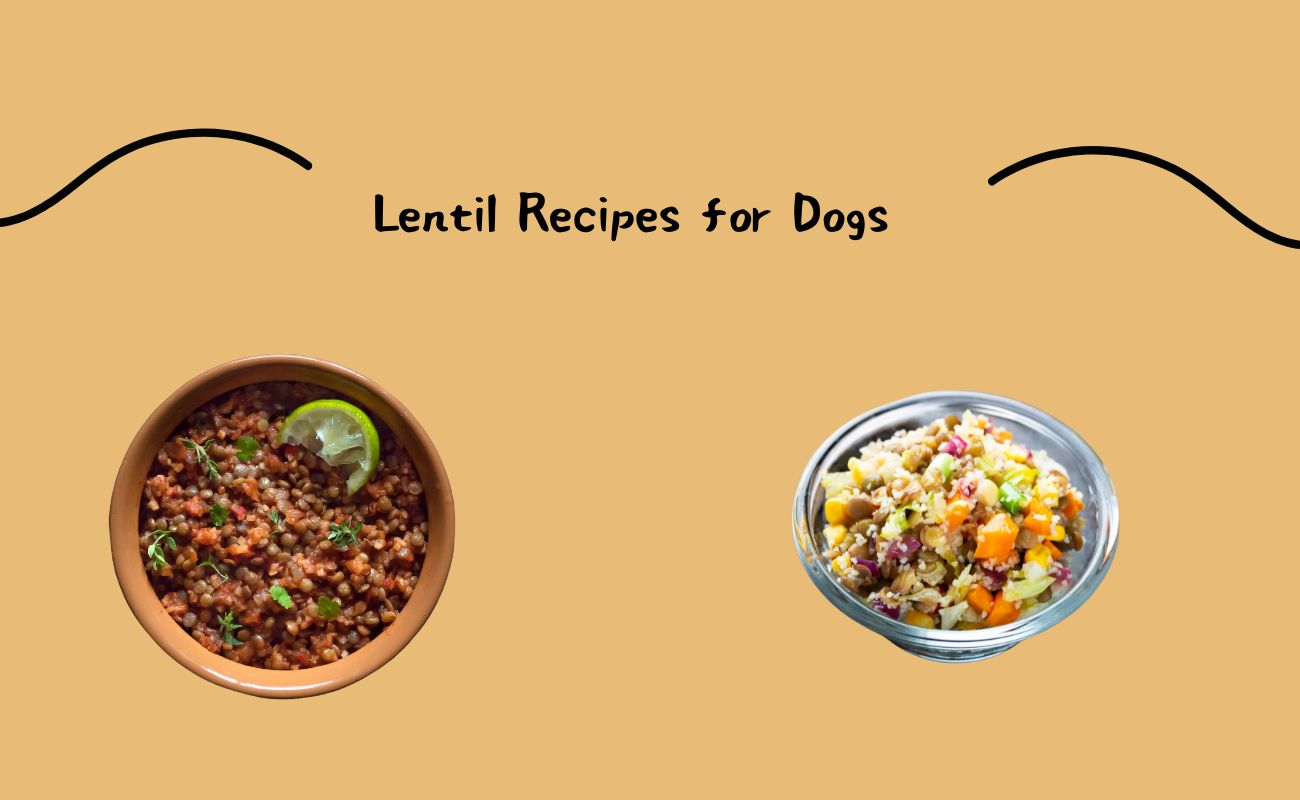 Lentil Recipes for Dogs