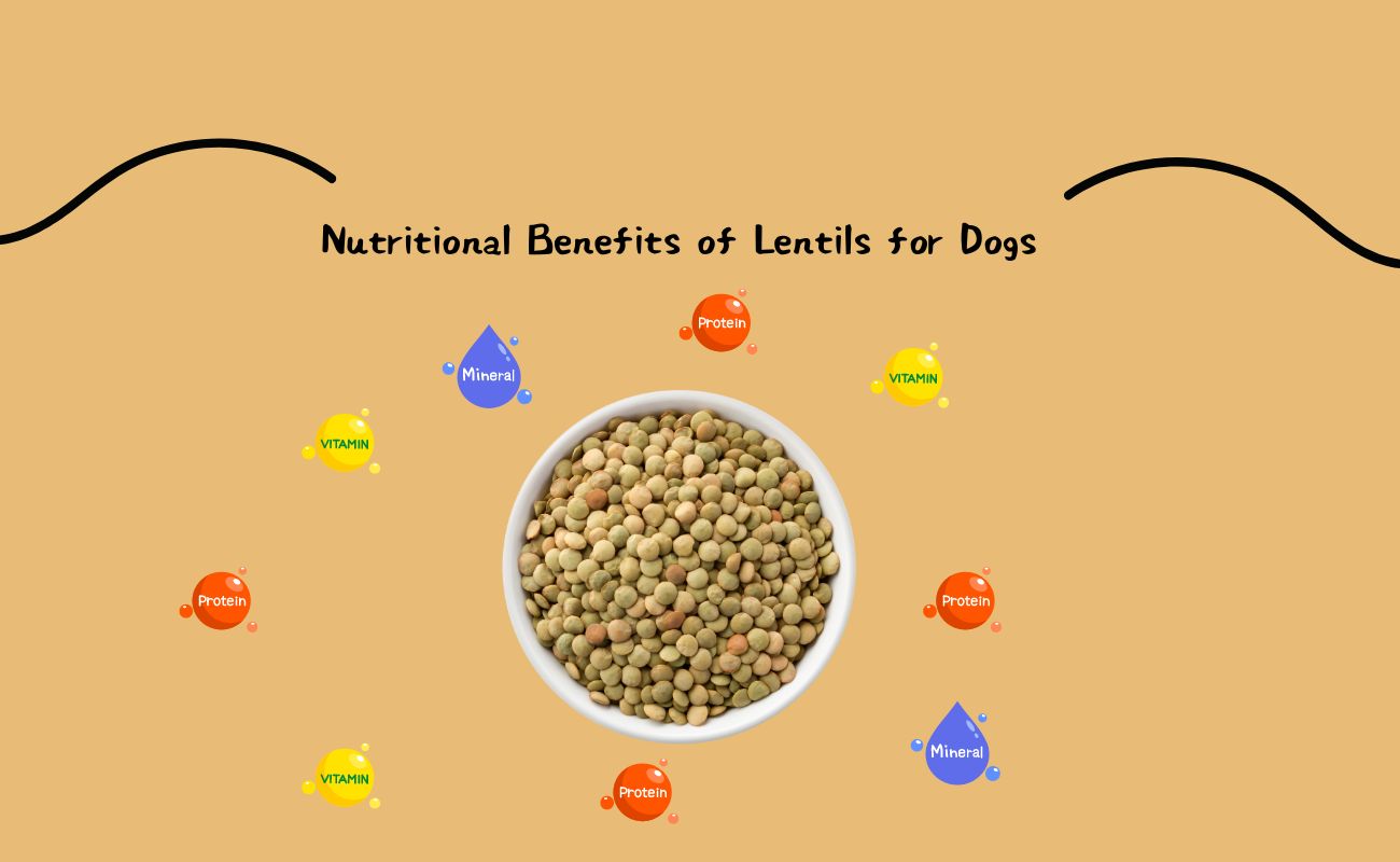 Nutritional Benefits of Lentils for Dogs