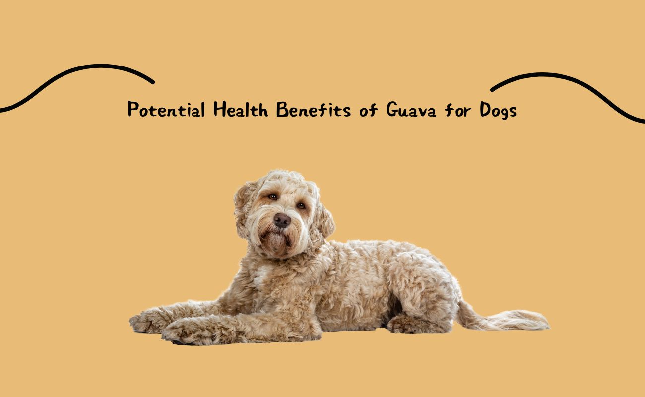 Potential Health Benefits of Guava for Dogs