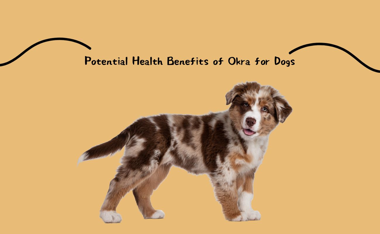 Potential Health Benefits of Okra for Dogs