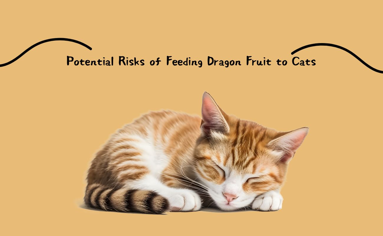 Potential Risks of Feeding Dragon Fruit to Cats