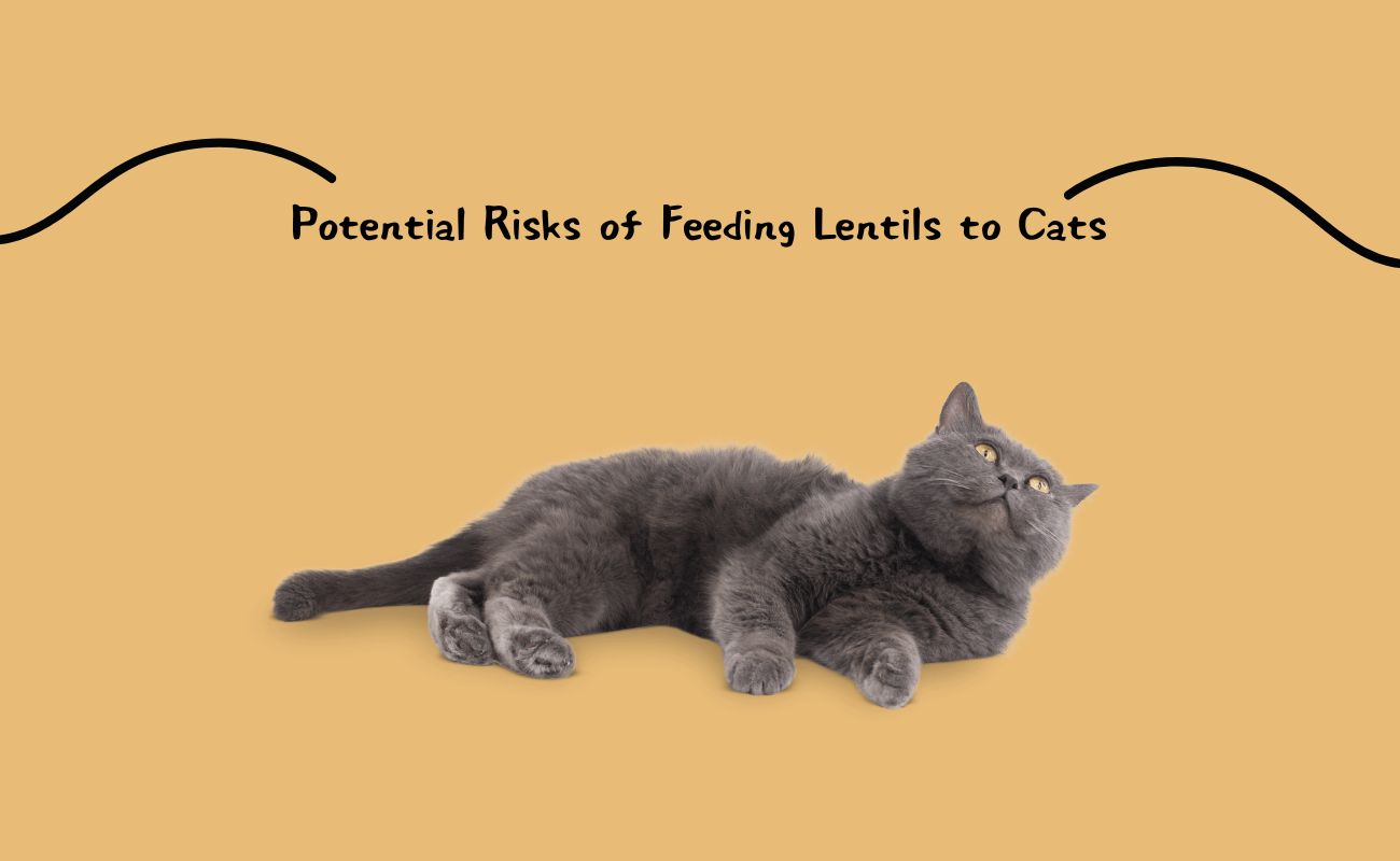 Potential Risks of Feeding Lentils to Cats