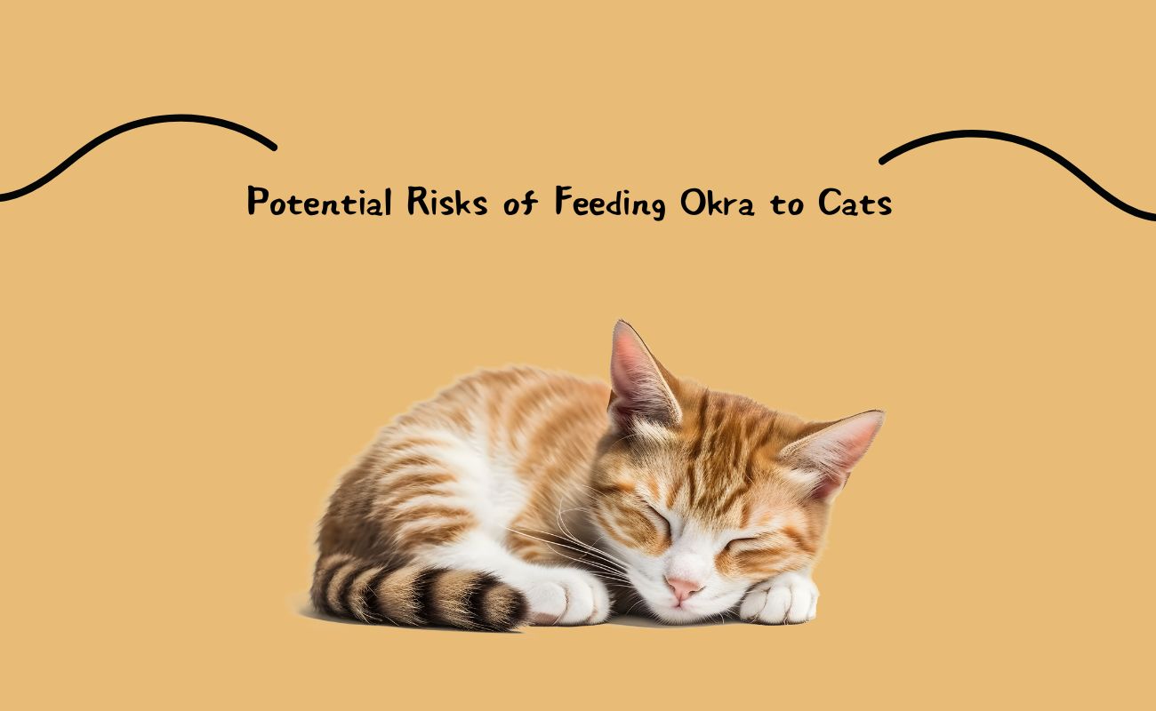 Potential Risks of Feeding Okra to Cats