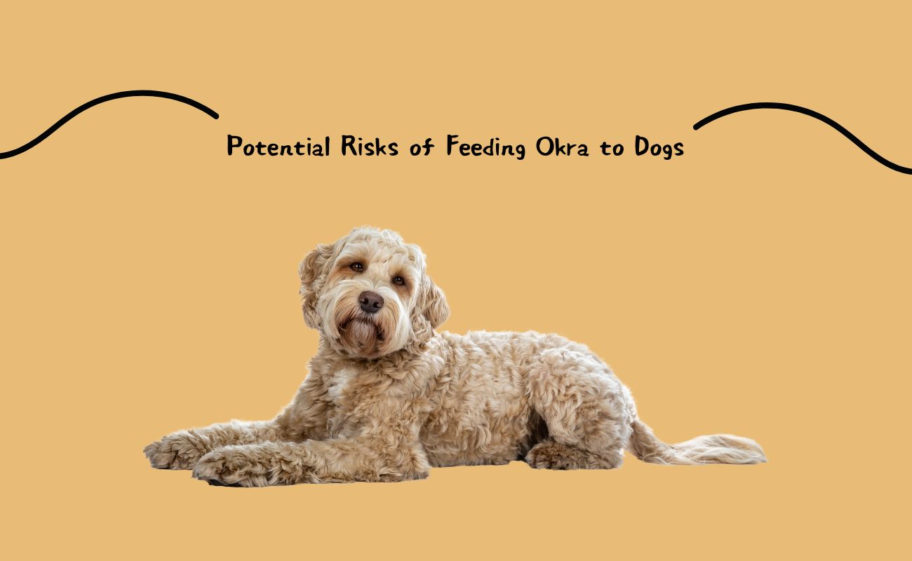 Potential Risks of Feeding Okra to Dogs