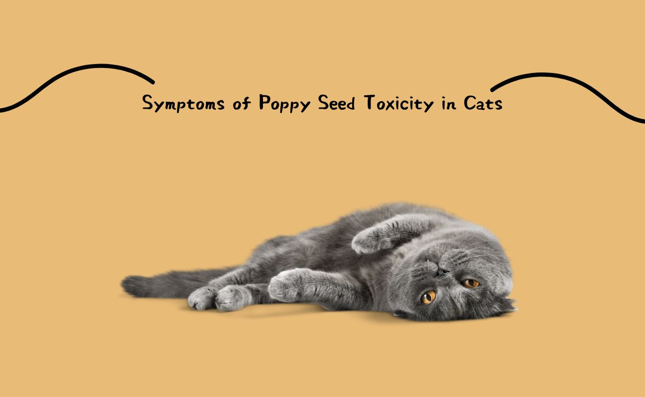 Symptoms of Poppy Seed Toxicity in Cats