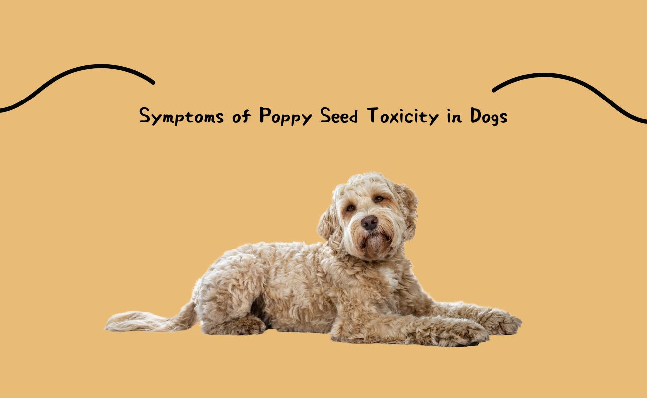 Symptoms of Poppy Seed Toxicity in Dogs