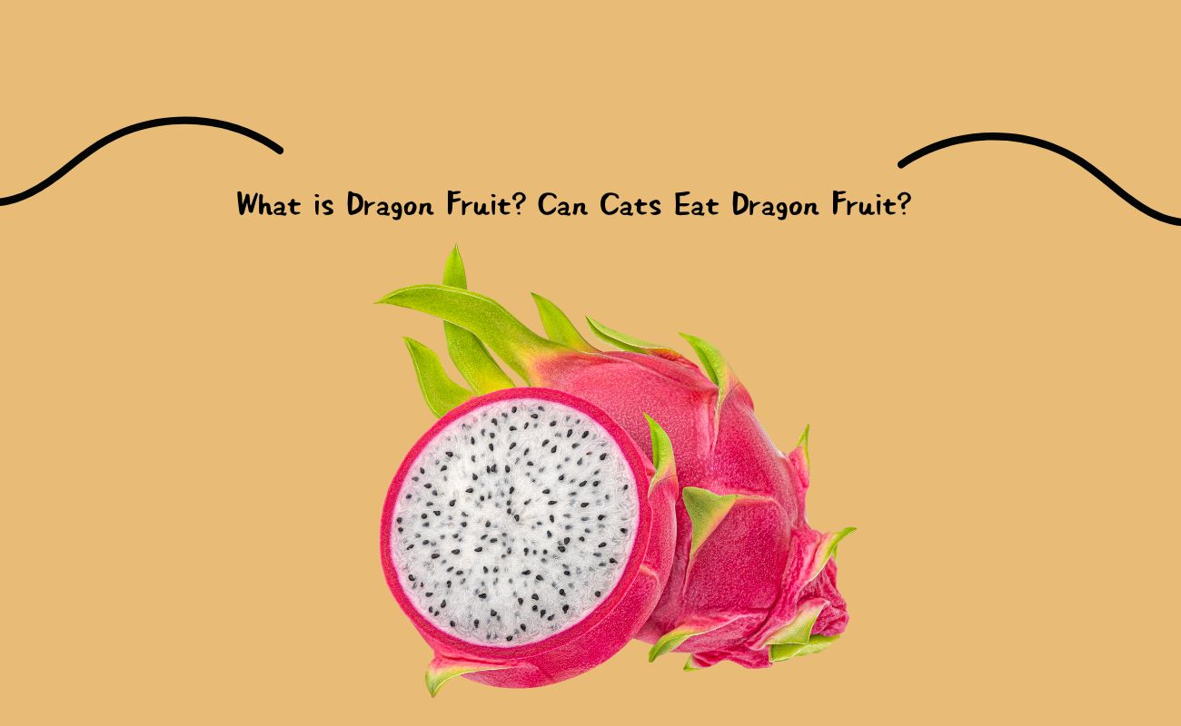 What is Dragon Fruit? Can Cats Eat Dragon Fruit?