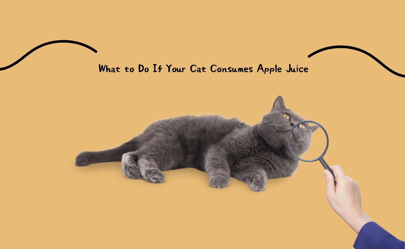 What to Do If Your Cat Consumes Apple Juice