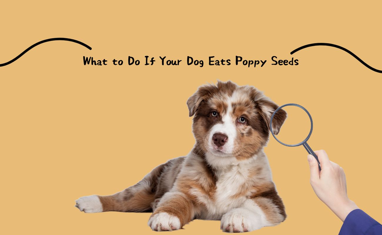 What to Do If Your Dog Eats Poppy Seeds