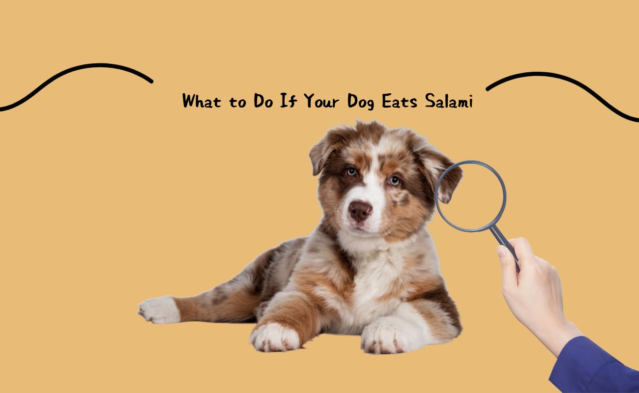 What to Do If Your Dog Eats Salami