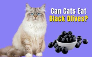 Can Cats Eat Black Olives?