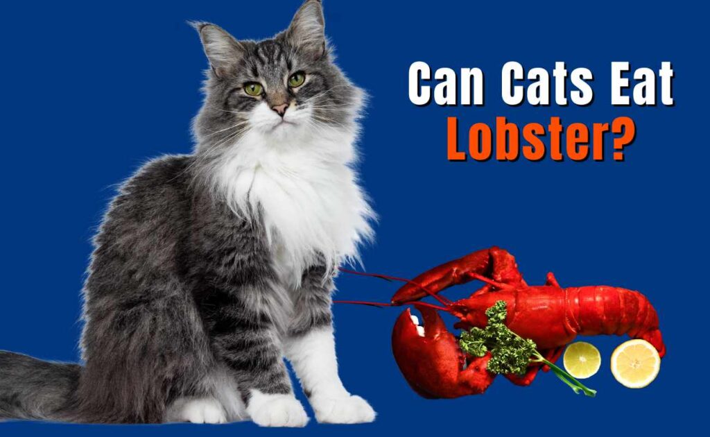 Can Cats Eat Lobster