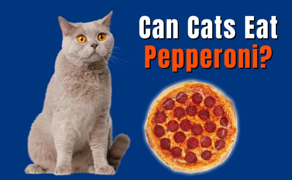 Can Cats Eat Pepperoni?