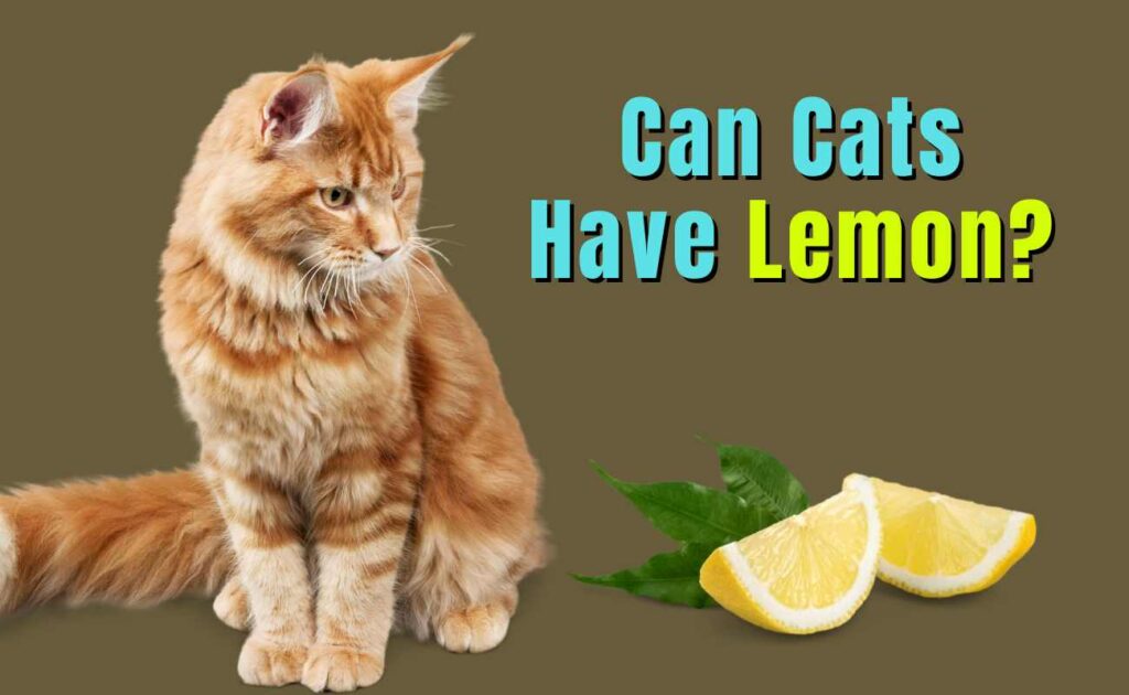 Can Cats Have Lemon?