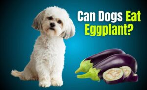 Can Dogs Eat Eggplant?