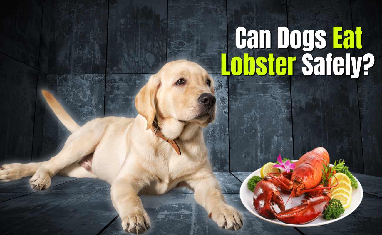 Can Dogs Eat Lobster Safely?