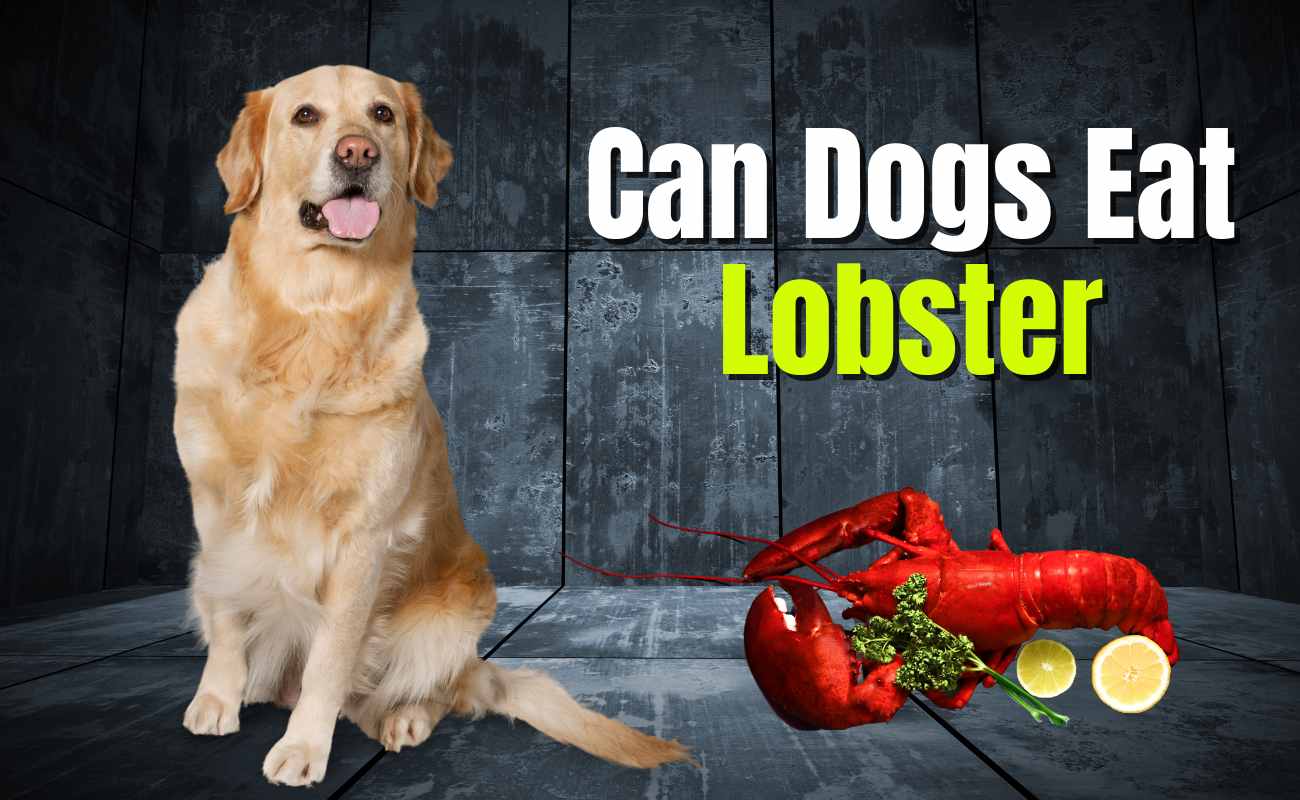 Can Dogs Eat Lobster