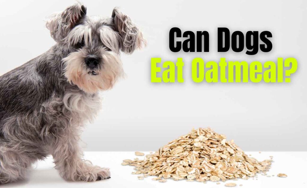 Can Dogs Eat Oatmeal?