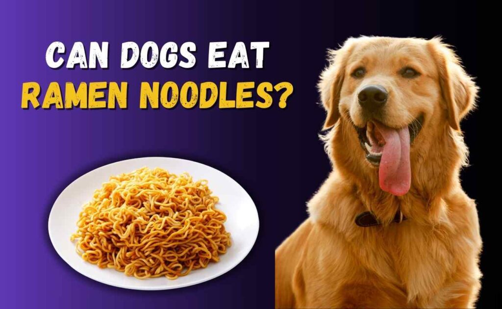 Can Dogs Eat Ramen Noodles?