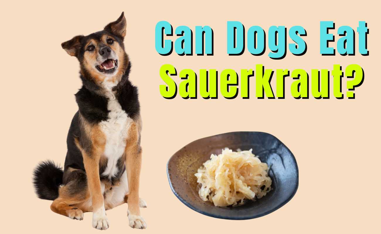 Can Dogs Eat Sauerkraut?