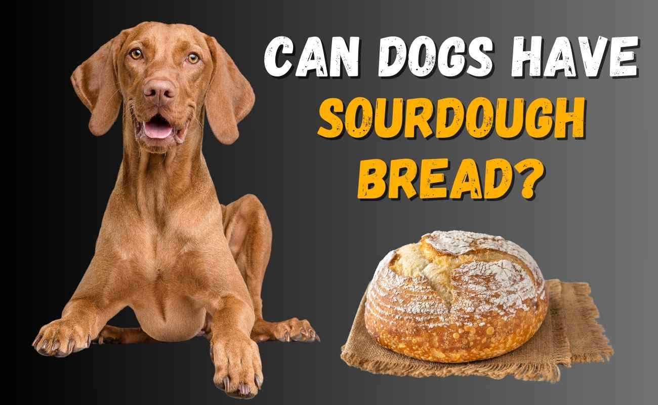 Can Dogs Have Sourdough Bread?