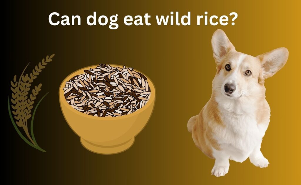 Can dog eat wild rice