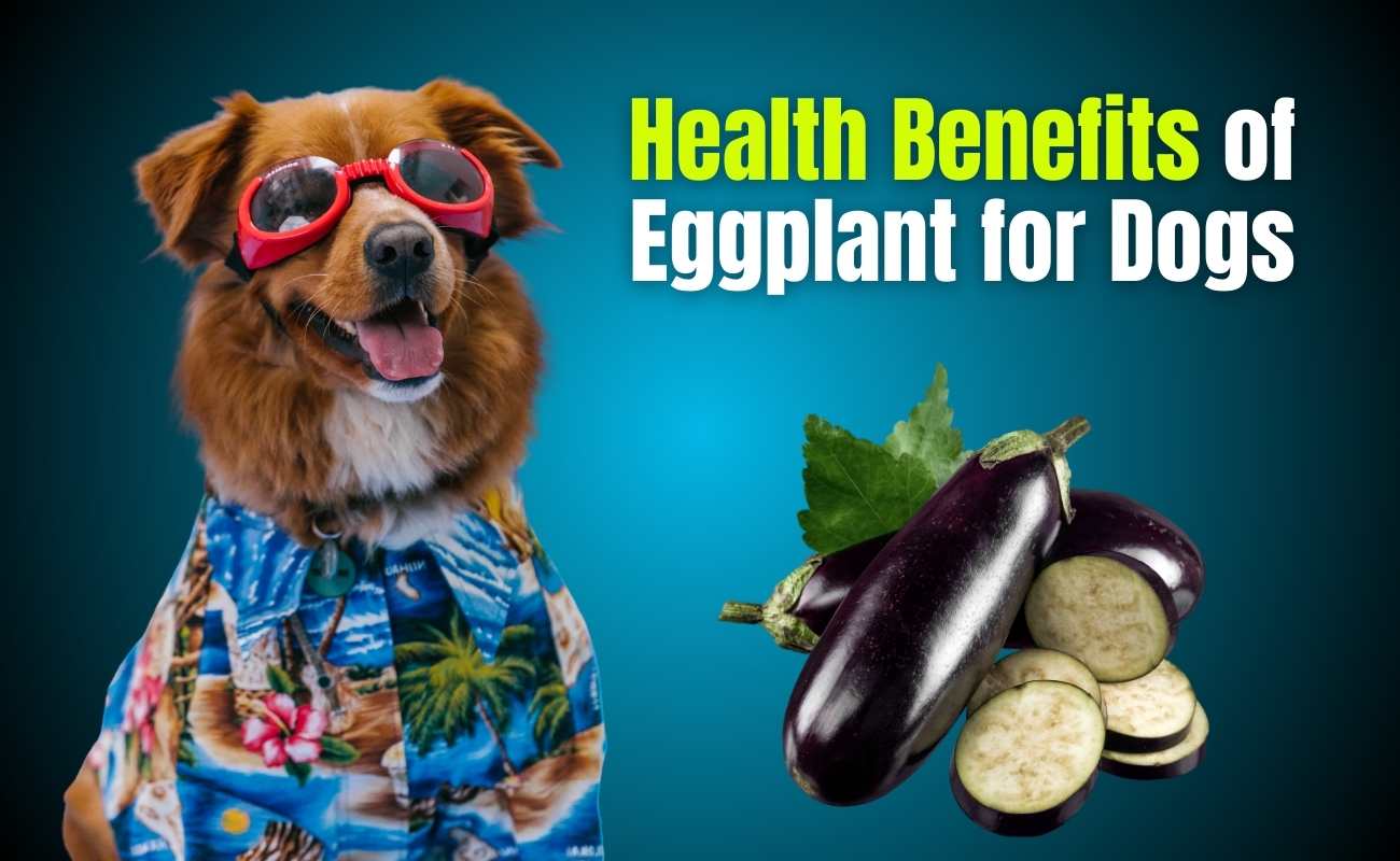 Health Benefits of Eggplant for Dogs