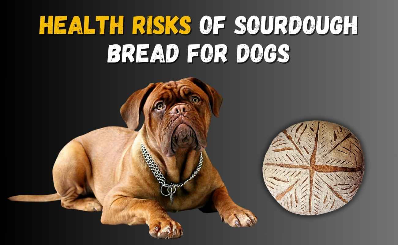 Health Risks of Sourdough Bread for Dogs