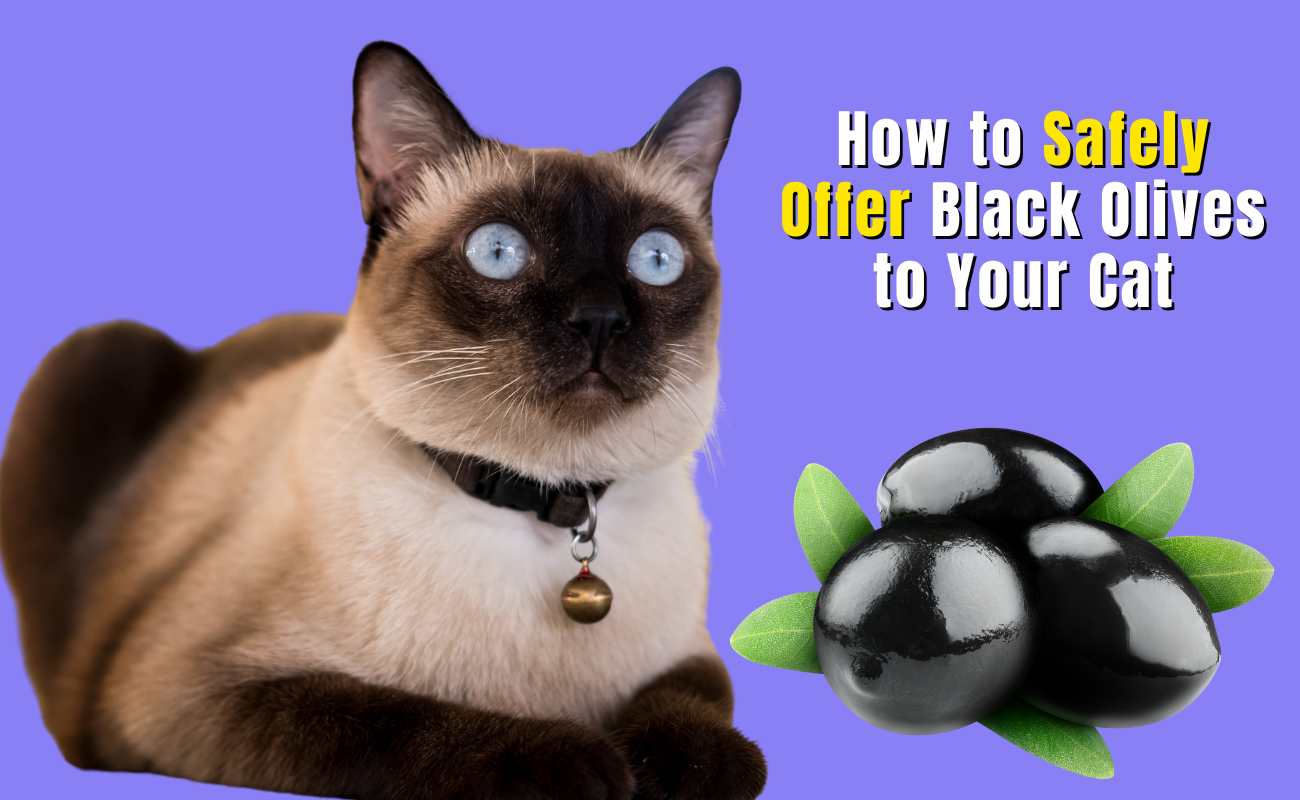 How to Safely Offer Black Olives to Your Cat