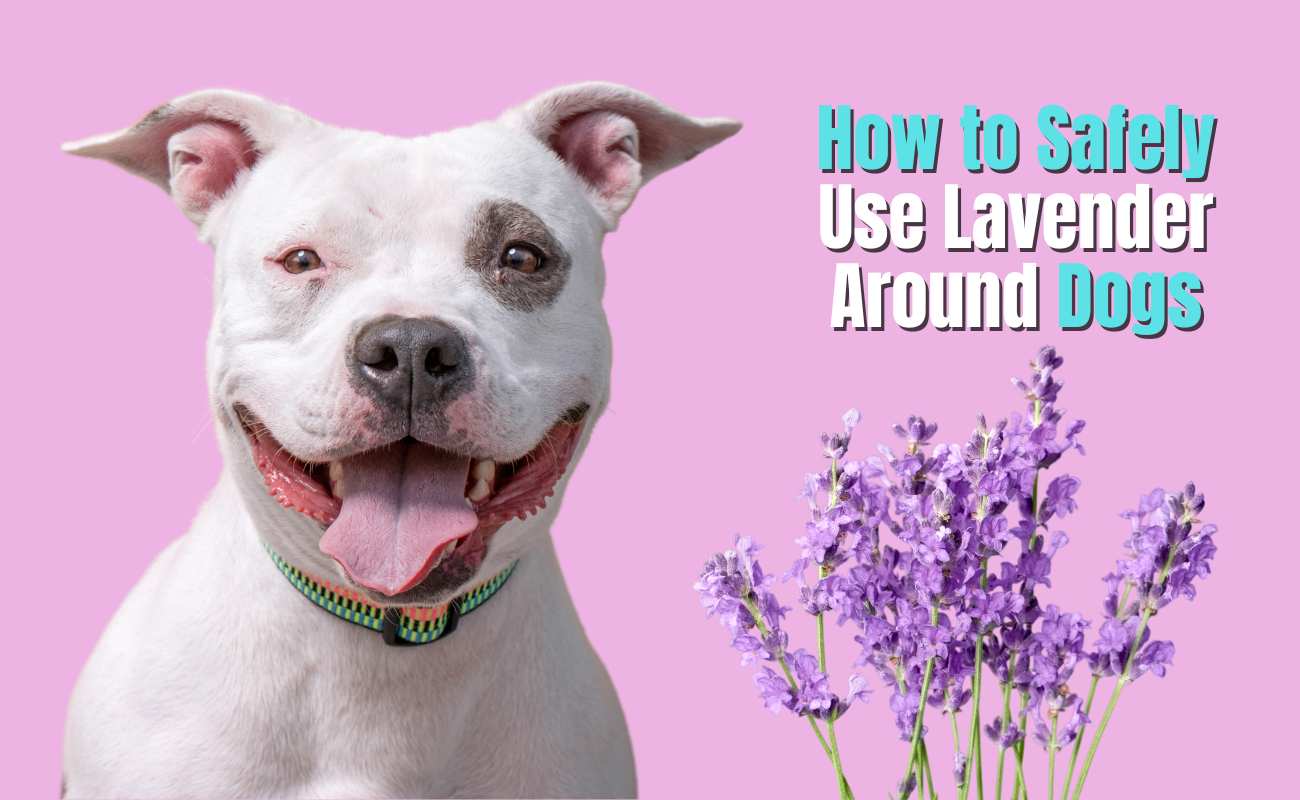 How to Safely Use Lavender Around Dogs