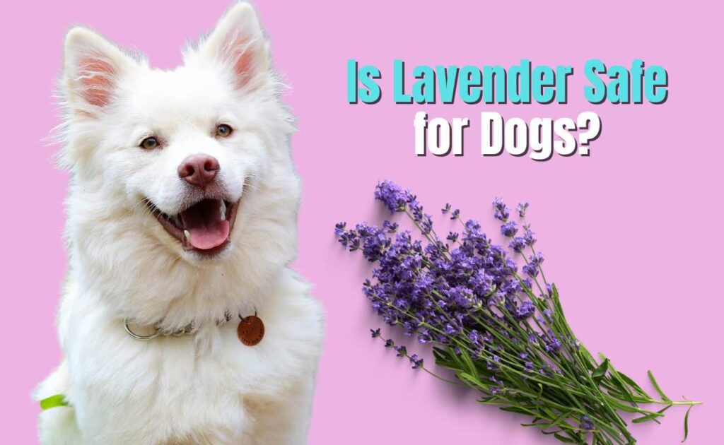 Is Lavender Safe for Dogs