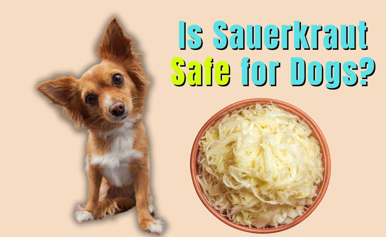 Is Sauerkraut Safe for Dogs