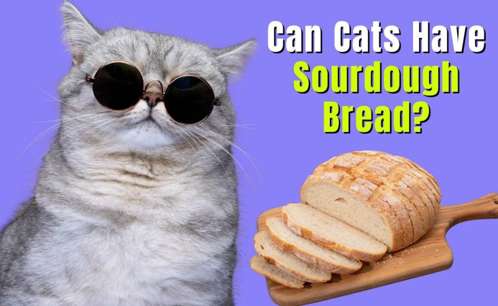 Can Cats Have Sourdough Bread?