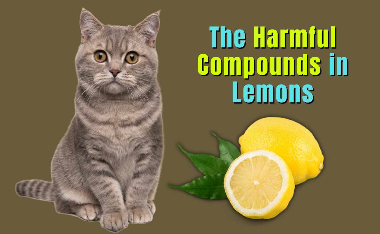 The Harmful Compounds in Lemons