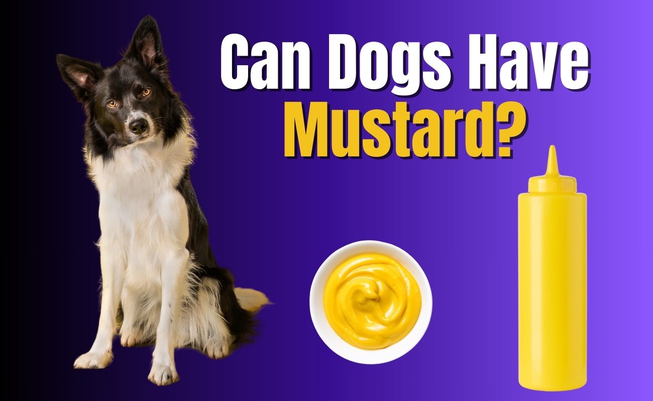 Can Dogs Have Mustard?