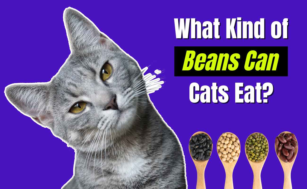 What Kind of Beans Can Cats Eat?