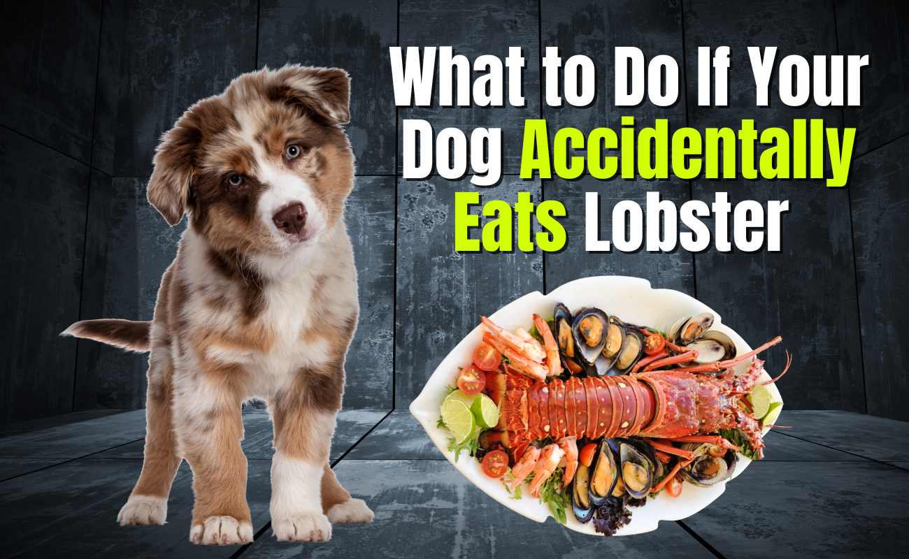 What to Do If Your Dog Accidentally Eats Lobster 