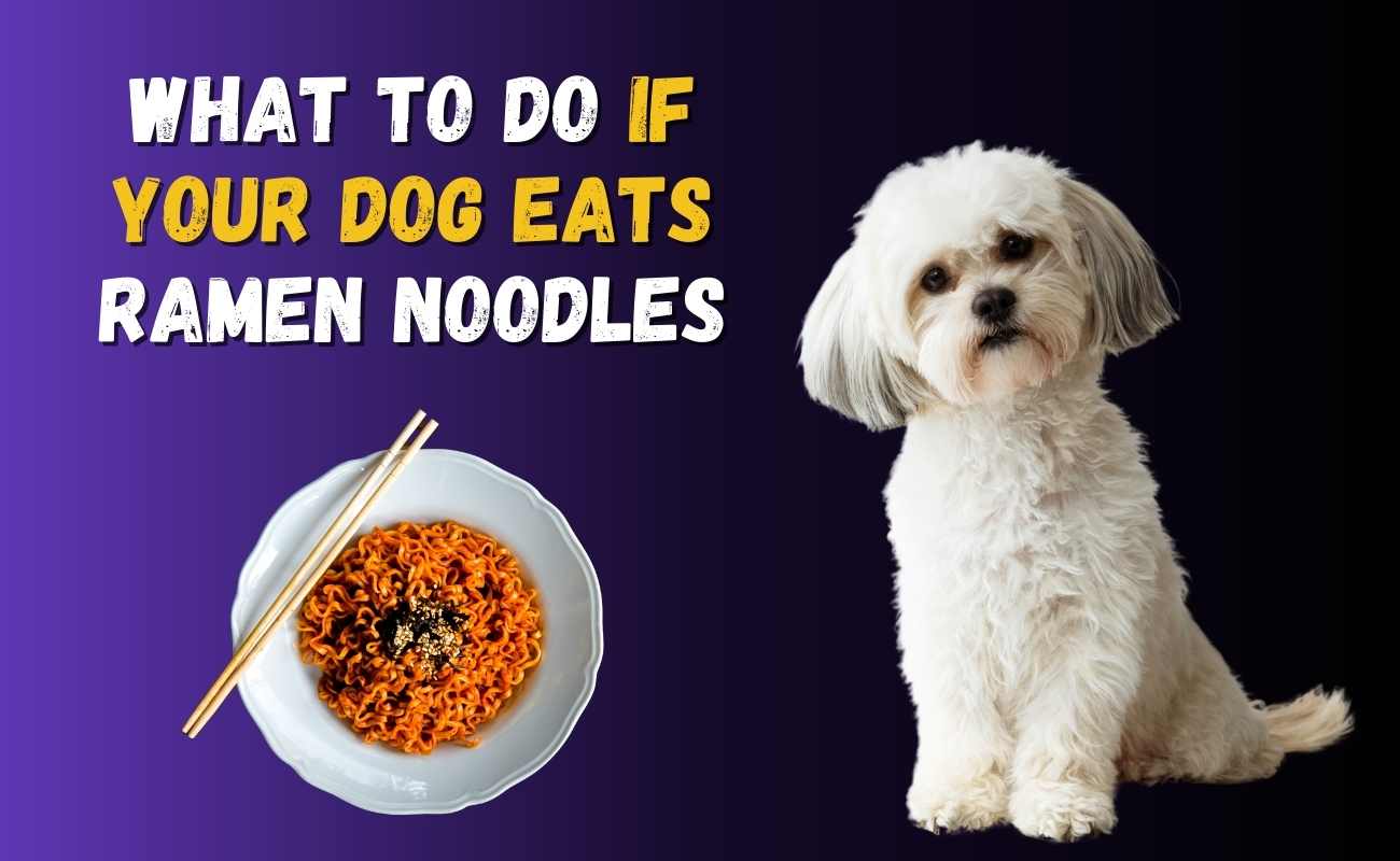 What to Do If Your Dog Eats Ramen Noodles